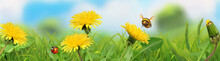 Spring Landscape. Green Grass And Yellow Dandelions. 3d Vector Horizontal Panorama