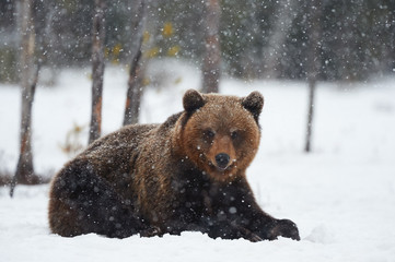 Wall Mural - Bear in the snow