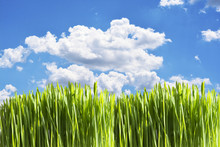 Natural Background With Fresh Green Grass And Blue Sky, Summer Landscape