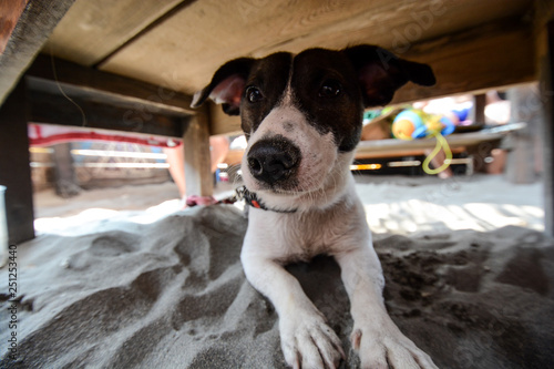 Brown Jrt Rush Cut Out Canine Purebred Active Terrier