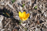 Fototapeta Tulipany - 黄色い花