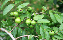 guava-s-old-leaf-in-macro-free-stock-photo-public-domain-pictures