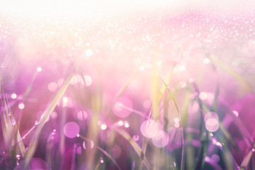 beautiful grass with raindrops in pink and purple soft tone with glitter and sunlight  background 