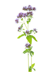  Two sprigs of flowering  Oregano (Origanum vulgare) isolated on a white background. Selective focus.