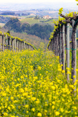 Wall Mural - vineyards in the hills of Tuscany