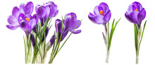 Purple Crocus Flowers Isolated On White