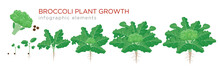 Broccoli Plant Growth Stages Infographic Elements. Growing Process Of Broccoli From Seeds, Sprout To Mature Plant With Roots, Life Cycle Of Plant Isolated On White Background Vector Flat Illustration.