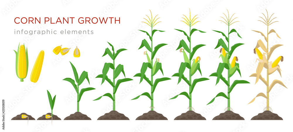 Corn growing stages vector illustration in flat design. Planting process of corn plant. Maize growth from grain to flowering and fruit-bearing plant isolated on white background. Ripe corn and grains. - obrazy, fototapety, plakaty 