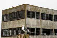 A Seagull In Front Of Alcatraz Island Prison In San Francisco Bay