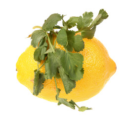 Yellow lemon and coriander (cilantro) green leaves isolated on white background. Ingredients for salad