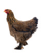  brahma chicken isolated