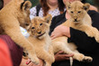Three babies lion living in captivity