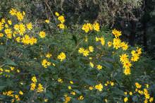 Yellow Helianthus Tuberosus Or Jerusalem Artichoke Flowers Growing Near The Forest