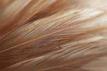 Chicken Feathers In Soft And Blur Style For Background And Art Design