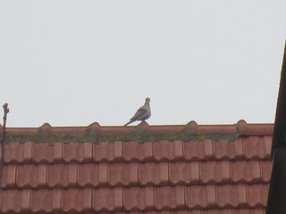 roof and dove