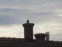 Pigeon And Chimney
