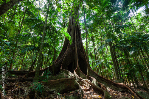 Fotomural Giant fig tree roots in a rainforest