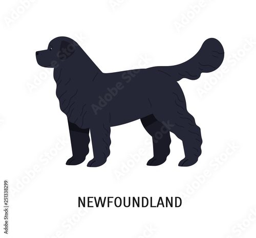 Newfoundland Cute Large Working Or Rescue Dog Of Long Haired