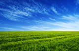Fototapeta Do pokoju - green field and blue sky