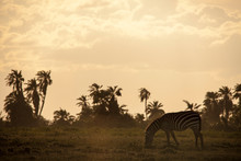 Beautiful Sunset With Zebras