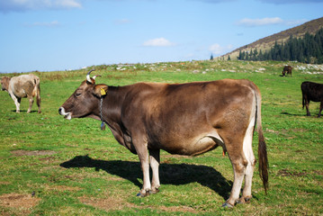 A cow.