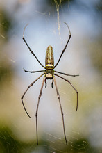 Image Of Golden Long-jawed Orb-weaver Spider(Nephila Pilipes) On The Spider Web. Insect. Animal
