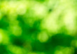 © photolink - Green bokeh background from nature forest out of focus
