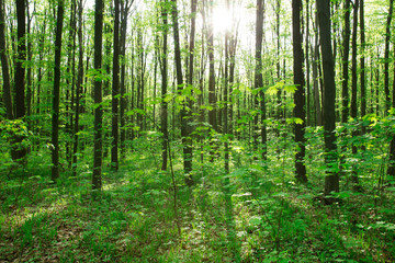 Wall Mural - Forest trees. nature green wood sunlight backgrounds