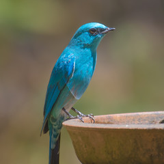 Wall Mural - Verditer Flycatcher drinking water