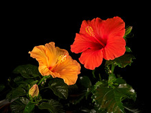 Close Up Of Red Hibiscus Rosa Syriacus And Rosa Sinensis Hawaiian Hybrid On A Black Background