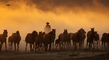 Wild Horses Leads By A Cowboy At Sunset With Dust In Background.