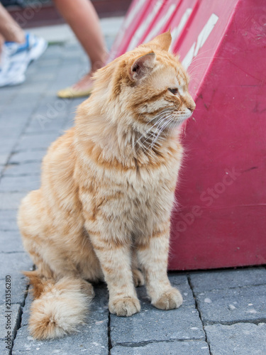 Rote Katze Roter Kater Garfield Katze Tier Haustier