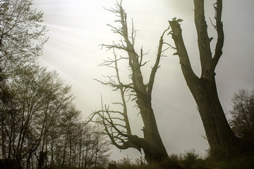 two old tree stand look like couple for a long time it locate on Taiwan