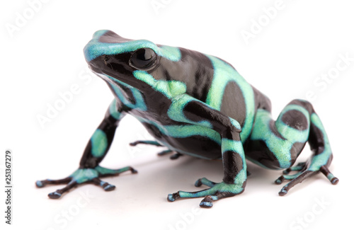 Fotomural poison dart frog, Dendrobates auratus
