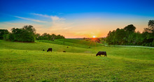 Field Of Cows Grazing At Sunset