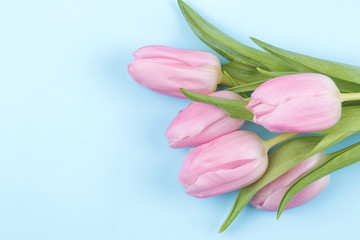 A bouquet of beautiful pink flowers of tulips on a trendy bright blue background. Spring. holidays. top view. free place