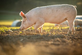 Fototapeta Zwierzęta - Pigs eating on a meadow in an organic meat farm