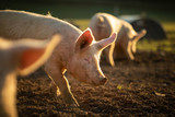 Pigs eating on a meadow in an organic meat farm