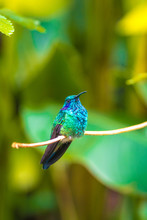 Hummingbird Of Costa Rica