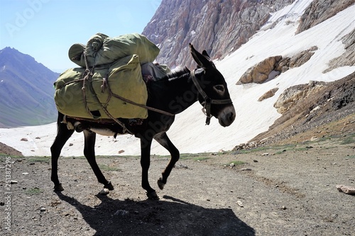 Donkey Carrying A Heavy Load Walking Over The Mountain Pass Snow And Mountains In The Background Fann Mountains Tajikistan Buy This Stock Photo And Explore Similar Images At Adobe Stock