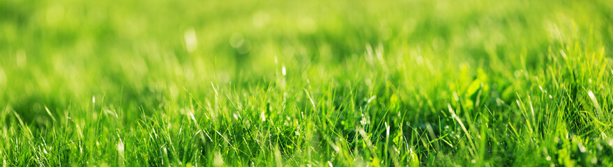 fresh green grass background