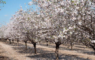 Almonds Orchard, white flowers