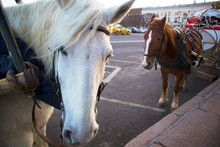 Two Cute Harnessed Horses Waiting For Passengers For City Walk In Horse Drawn Carriage