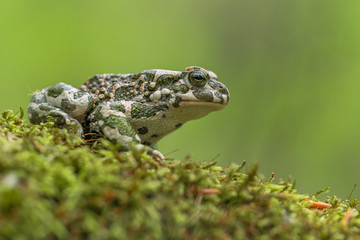 Wall Mural - Green toad Bufotes viridis, also Pseudepidalea or Bufo in Czech Republic