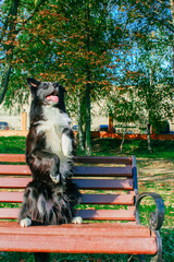 Wall Mural - border collie in the park