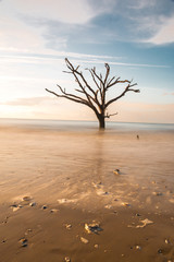 Wall Mural - cypress tree in ocean on beach 