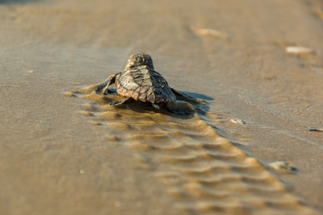 Wall Mural - baby sea turtle beach water ocean