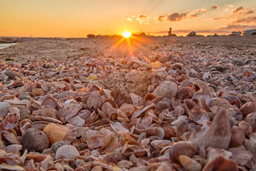 Wall Mural - sunset on shell filled beach low perspective