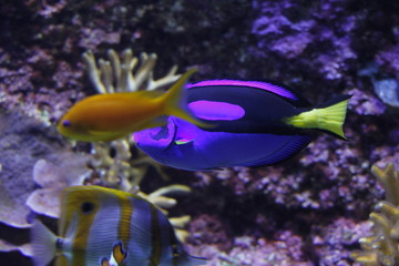 Fishes in an Aquarium