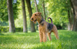Airedale Terrier stands in a rack on the grass in the alley of trees